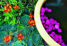 Một vài cách làm vườn nhà bạn thêm nổi bật - 1