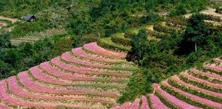  Lên lịch phượt cùng những mùa hoa - 1