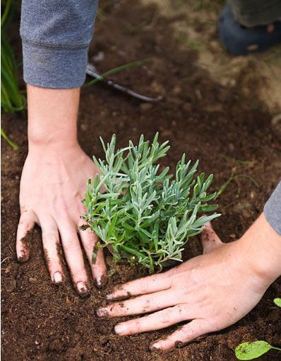 Cách trồng cây hương thảo - Rosemary thơm nhà bày Tết - 5