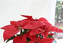 10 loại hoa mang may mắn cho tết Nhâm Thìn - 1