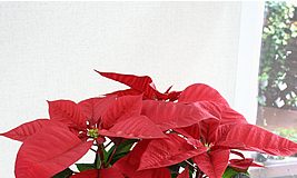 10 loại hoa mang may mắn cho tết Nhâm Thìn - 1