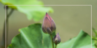 Ghé Đà Nẵng nghe sự tích hoa sen