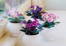 Làm sao để có nhiều cách dọn nhà nhanh đón năm mới ? - 1