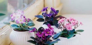 Làm sao để có nhiều cách dọn nhà nhanh đón năm mới ? - 1