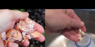 Tự chế thuốc trừ sâu bảo vệ rau sạch từ tỏi và vỏ trứng