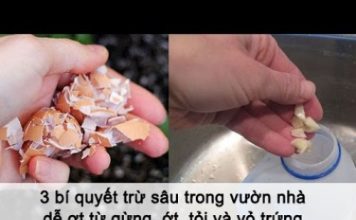 Tự chế thuốc trừ sâu bảo vệ rau sạch từ tỏi và vỏ trứng