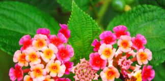 Bài thuốc chữa viêm mũi xuất tiết 1