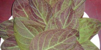 Lá mơ và công dụng chữa bệnh không ngờ - 1