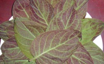 Lá mơ và công dụng chữa bệnh không ngờ - 1