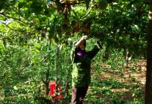 Kinh nghiệm trồng và chăm sóc cây chanh dây  - 1