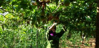 Kinh nghiệm trồng và chăm sóc cây chanh dây  - 1