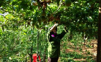 Kinh nghiệm trồng và chăm sóc cây chanh dây  - 1