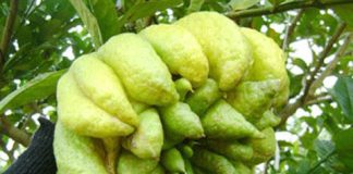 Hướng dẫn bài thuốc chữa viêm đại tràng