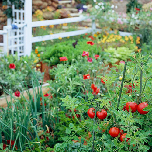 Tập trồng rau tại nhà như chuyên gia - 4