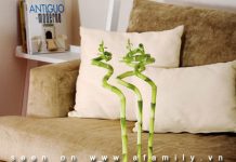 Làm sao để trồng cây trong nhà - 1