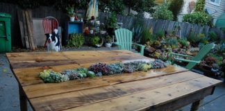 10 ý tưởng trồng cây độc đáo và tiết kiệm - Archi