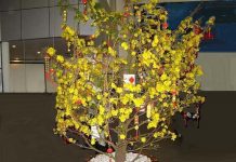 Kỹ thuật trồng, chăm sóc mai vàng để hoa nở đẹp, đúng tết Kỹ thuật trồng, chăm sóc mai vàng để hoa nở đẹp, đúng tết - 1