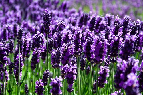 Tìm hiểu ý nghĩa của hoa oải hương - hoa Lavender - 4