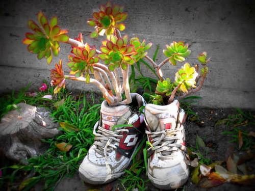 Cách tận dụng giày cũ để... trồng hoa - 25