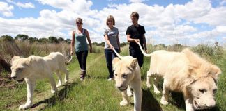 Sốc với tour cầm đuôi sư tử... đi dạo - 1