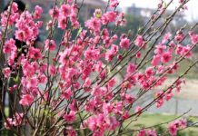 Những loại cây mang lại may mắn cho gia đình Những loại cây mang lại may mắn cho gia đình - 1