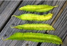 Cách trồng đậu rồng vừa sạch vừa ngon tại vườn nhà