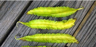 Cách trồng đậu rồng vừa sạch vừa ngon tại vườn nhà