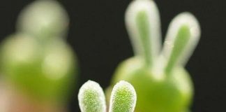 4_buoc_trong_cay_tai_tho_cuc_xinh