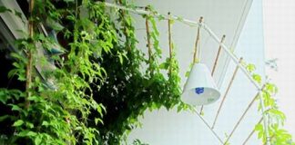 Ý tưởng tuyệt vời để có ban công xanh cho nhà phố Ý tưởng tuyệt vời để có ban công xanh cho nhà phố - 1