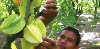 Công dụng làm thuốc, chữa bệnh của quả khế 1