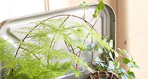 Hướng dẫn tạo khu vườn cổ tích thu nhỏ cho bé - 1