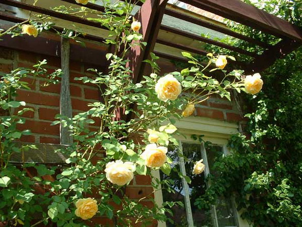 Hoa hồng điểm tô nhà vườn thêm lãng mạn - Archi