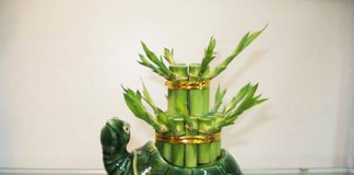 Trang trí nhà đẹp, rước tài lộc lớn - 2