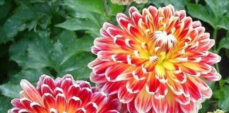 Ý nghĩa phong thủy của các loài hoa - 1