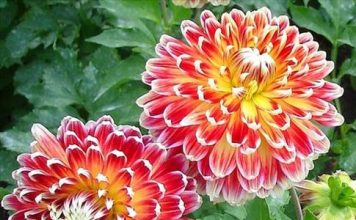 Ý nghĩa phong thủy của các loài hoa - 1