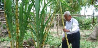 Bí quyết chữa bệnh với cây mía - 1