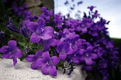 Sự tích và ý nghĩa của loài hoa violet tím ngọt ngào - 6