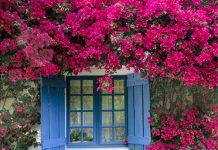 Trồng hoa giấy giúp ngôi nhà đẹp như tranh vẽ 1