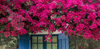 Trồng hoa giấy giúp ngôi nhà đẹp như tranh vẽ 1