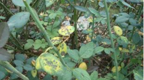 Bệnh rỉ sắt hại cây hoa hồng