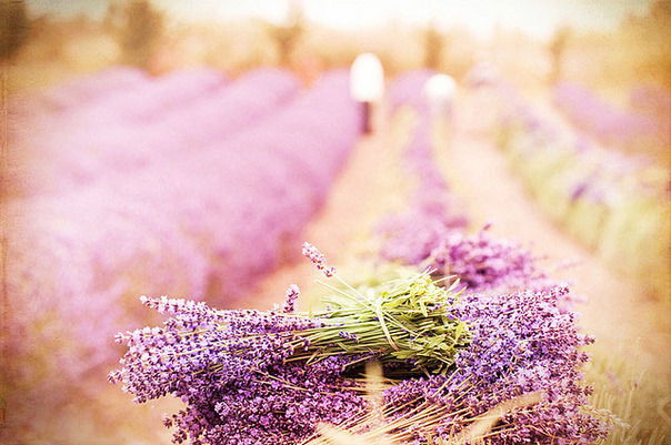 Tìm hiểu ý nghĩa của hoa oải hương - hoa Lavender - 8