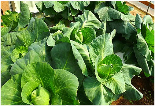 Cách trồng bắp cải xanh mướt an toàn và dễ dàng - 8