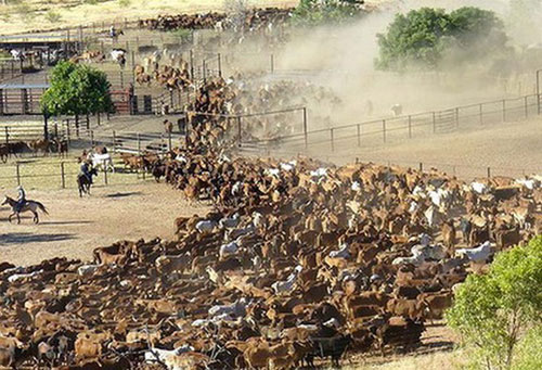 Trang trại gia súc rộng lớn hơn diện tích nước Bỉ