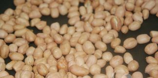 ngon-com-ngay-mua-voi-lac-rang-muoi-1