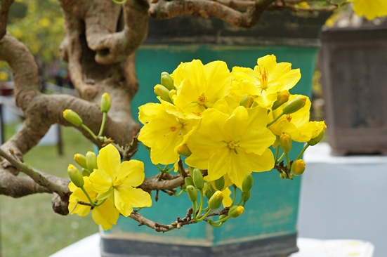 Cách tỉa mai vàng để tự tạo thế bonsai tuyệt đẹp 4