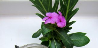 Tôm khô củ kiệu - món nhậu ngon cho ông xã lai rai dịp Tết