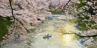 Đẹp tuyệt trần hoa anh đào bung nở