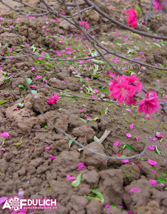 Lên Nhật Tân ngắm hoa đào đón xuân sang - 11
