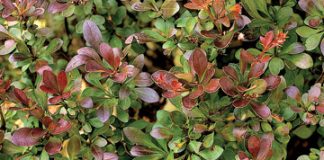 Làm sao để tránh những sai lầm khi mua hoa về trồng? - 1