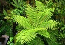 Nguyên tắc chọn cây trồng hợp phong thủy 1